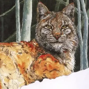 Creature di Dio. Gli animali del bosco veneto. Ediz. illustrata Popolare