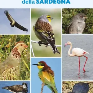 Spedito Oggi Gli uccelli della Sardegna