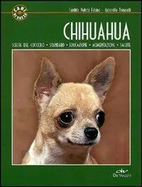 Chihuahua Offerta Speciale