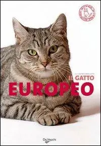 Il gatto europeo Nuovo Arrivo