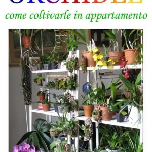 Offerta Lampo Orchidee. Come coltivarle in appartamento