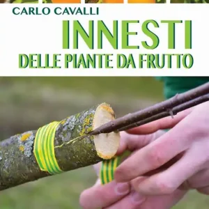 Soddisfatti O Rimborsati Innesti delle piante da frutto