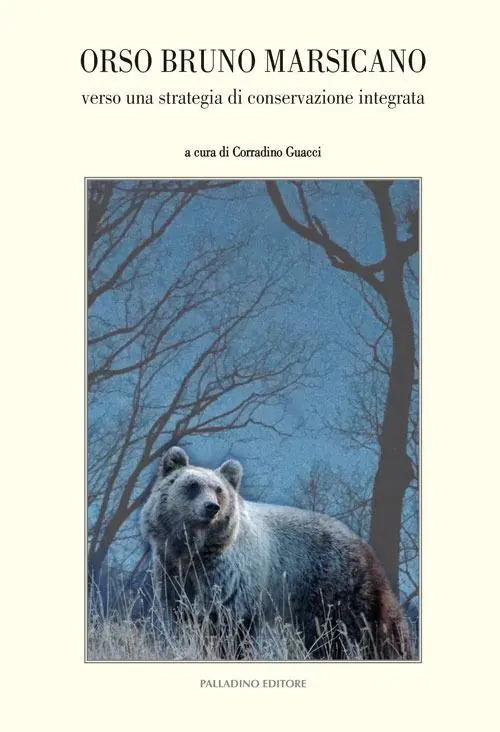 Orso bruno marsicano Prezzo Conveniente