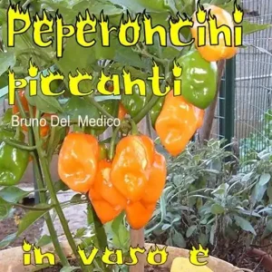 Coltivare i peperoncini piccanti in vaso e sul balcone. La collezione cult per chi ama l’orto, il giardino e la buona tavola Offerta Limitata