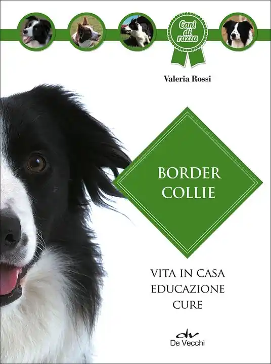 Border collie Professionale