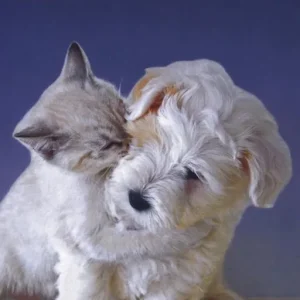 Offerta Cane & gatto. Due stili a confronto