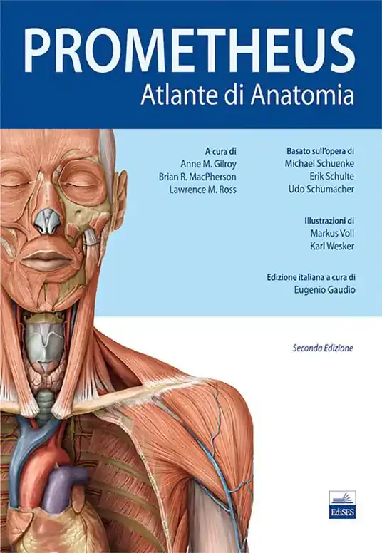 Prometheus. Altante di anatomia Direttamente Dal Produttore