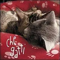 Che gatti. Con gadget Offerta Del Giorno