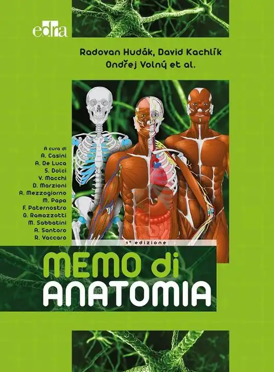 Economico Memo di anatomia