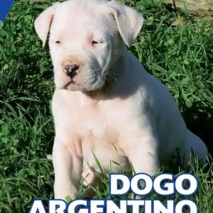 Dogo argentino A Buon Prezzo