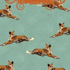 Offerta Dingo