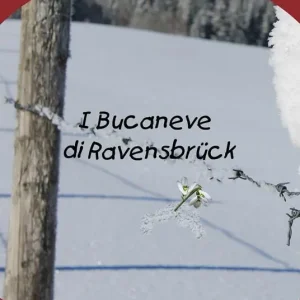 I bucaneve di Ravensbrück Novità